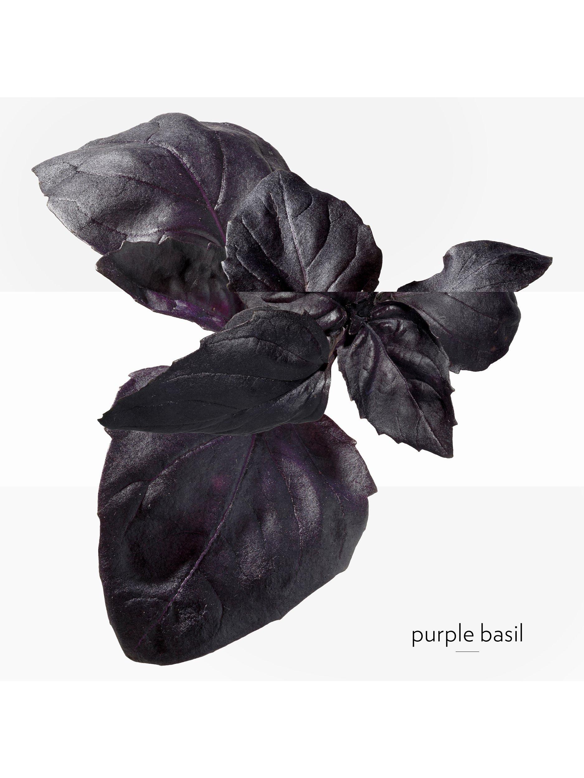 Eau de Basilic Pourpre Eau de Cologne