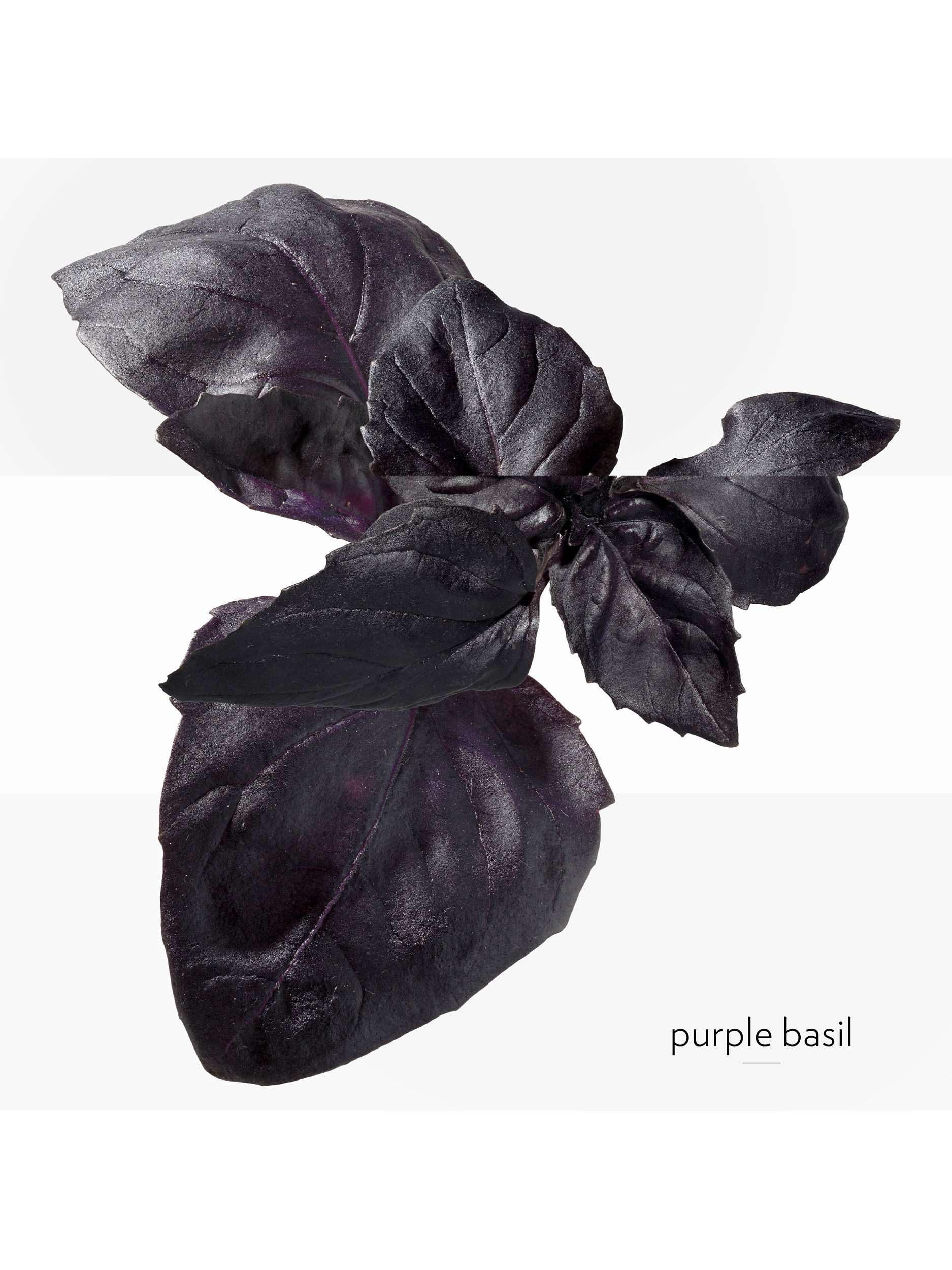 Eau de Basilic Pourpre Eau de Cologne