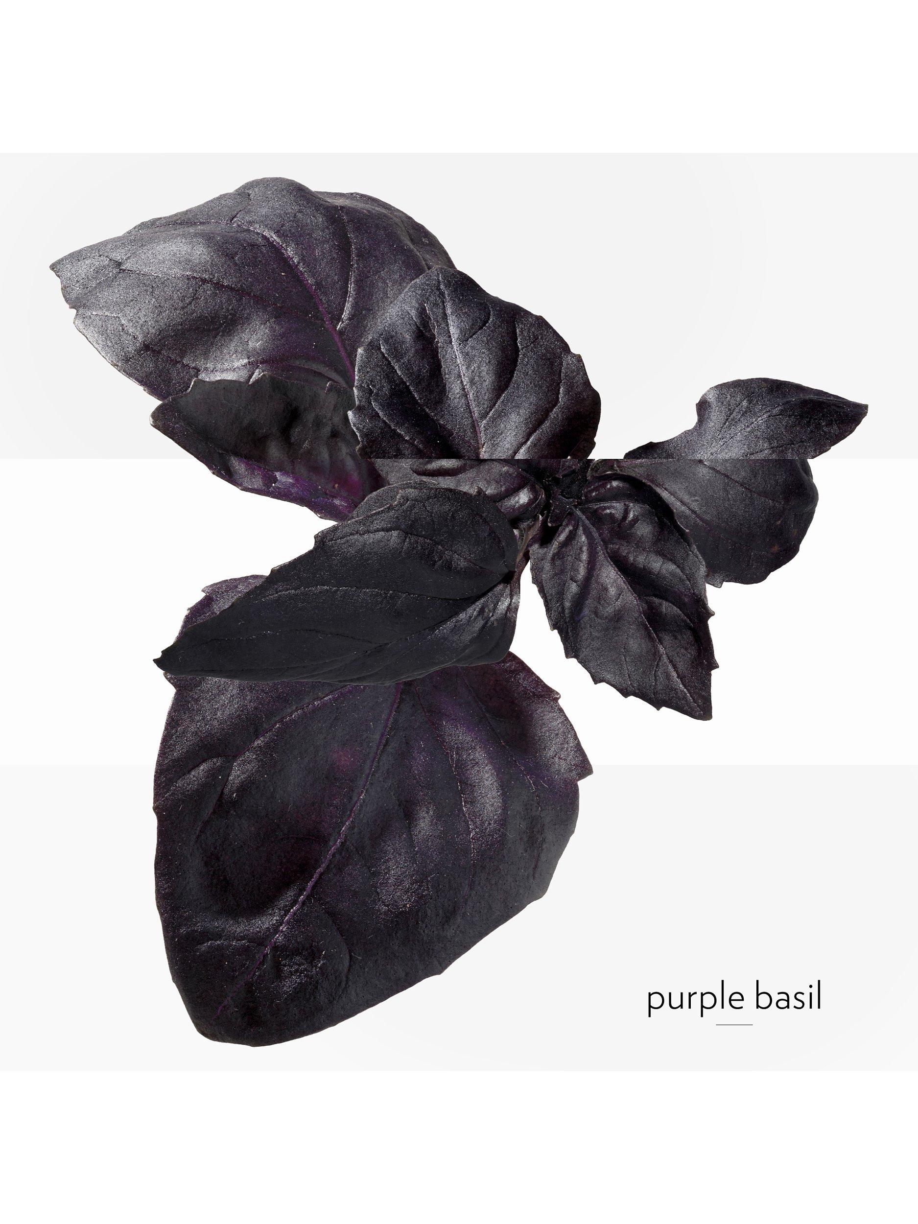 Eau de Basilic Pourpre Eau de Cologne