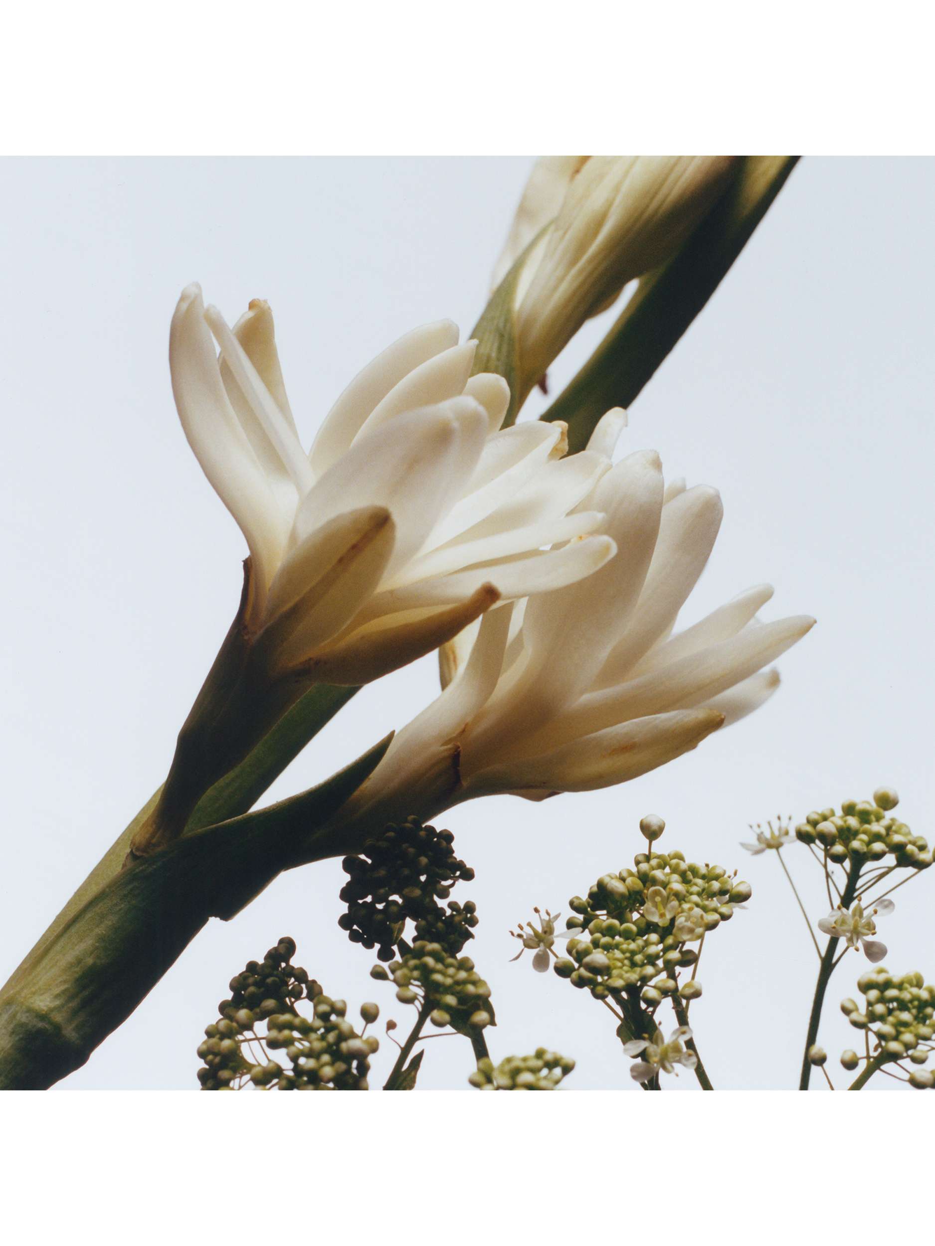 Tuberose Angelica Body Creme, 200ml