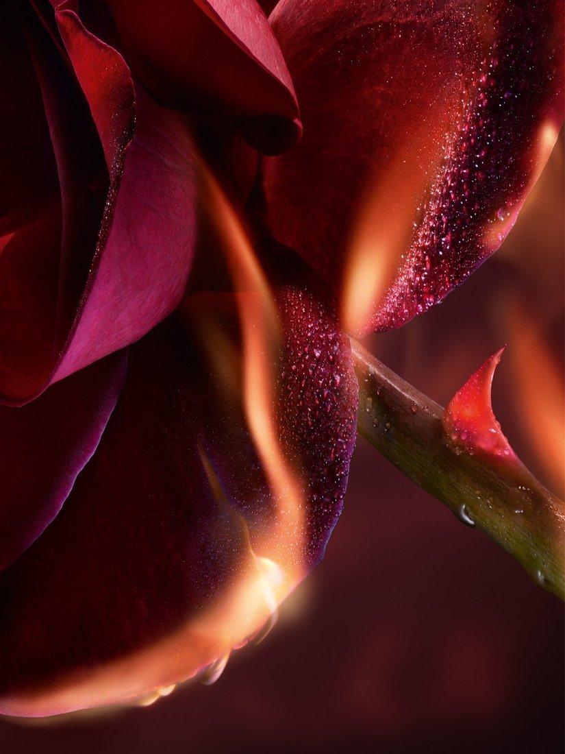 Absolue Les Parfums I Flamed A Rose Eau de Parfum, 100ml