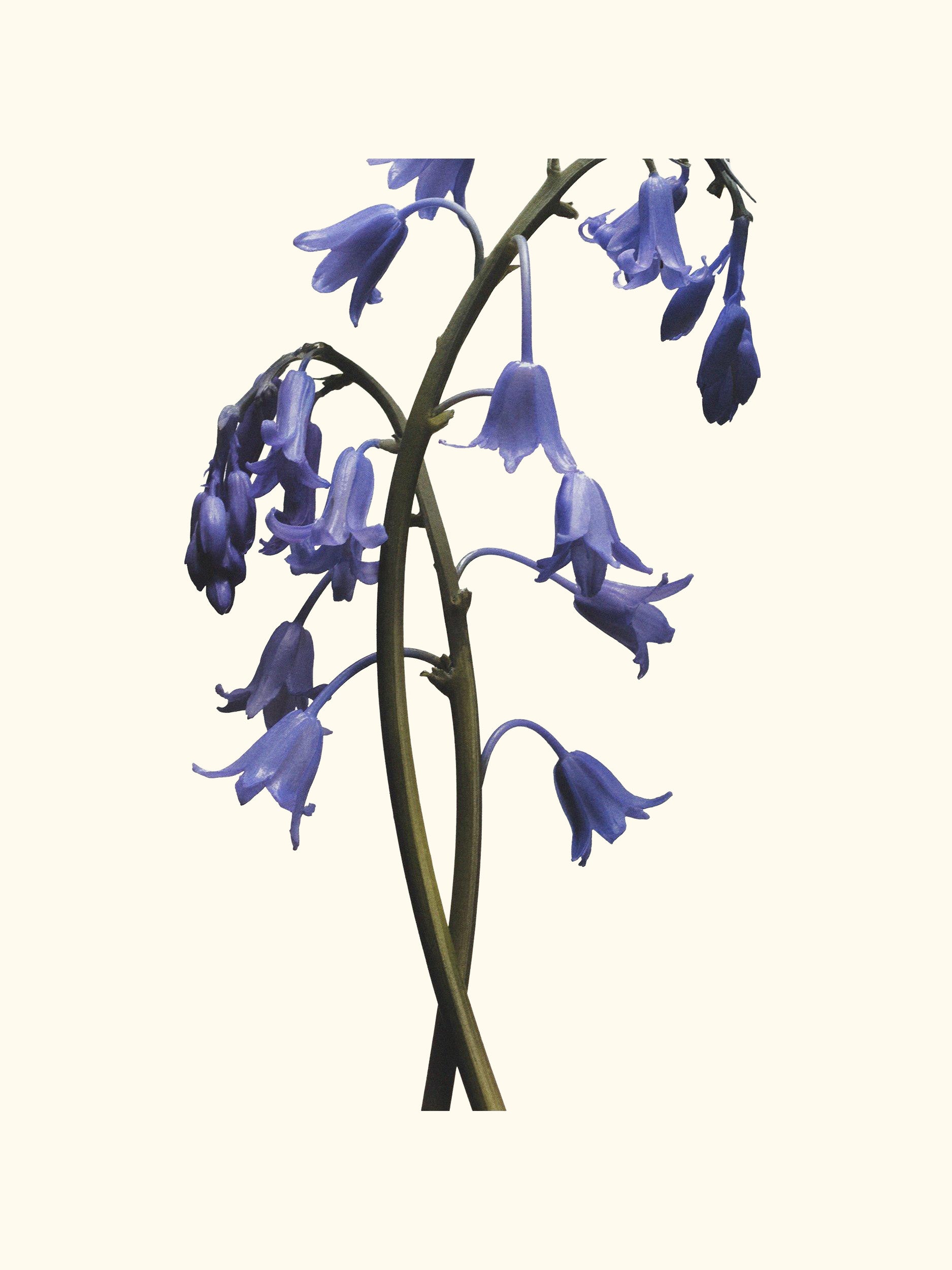 Wild Bluebell Body Crème, 50ml