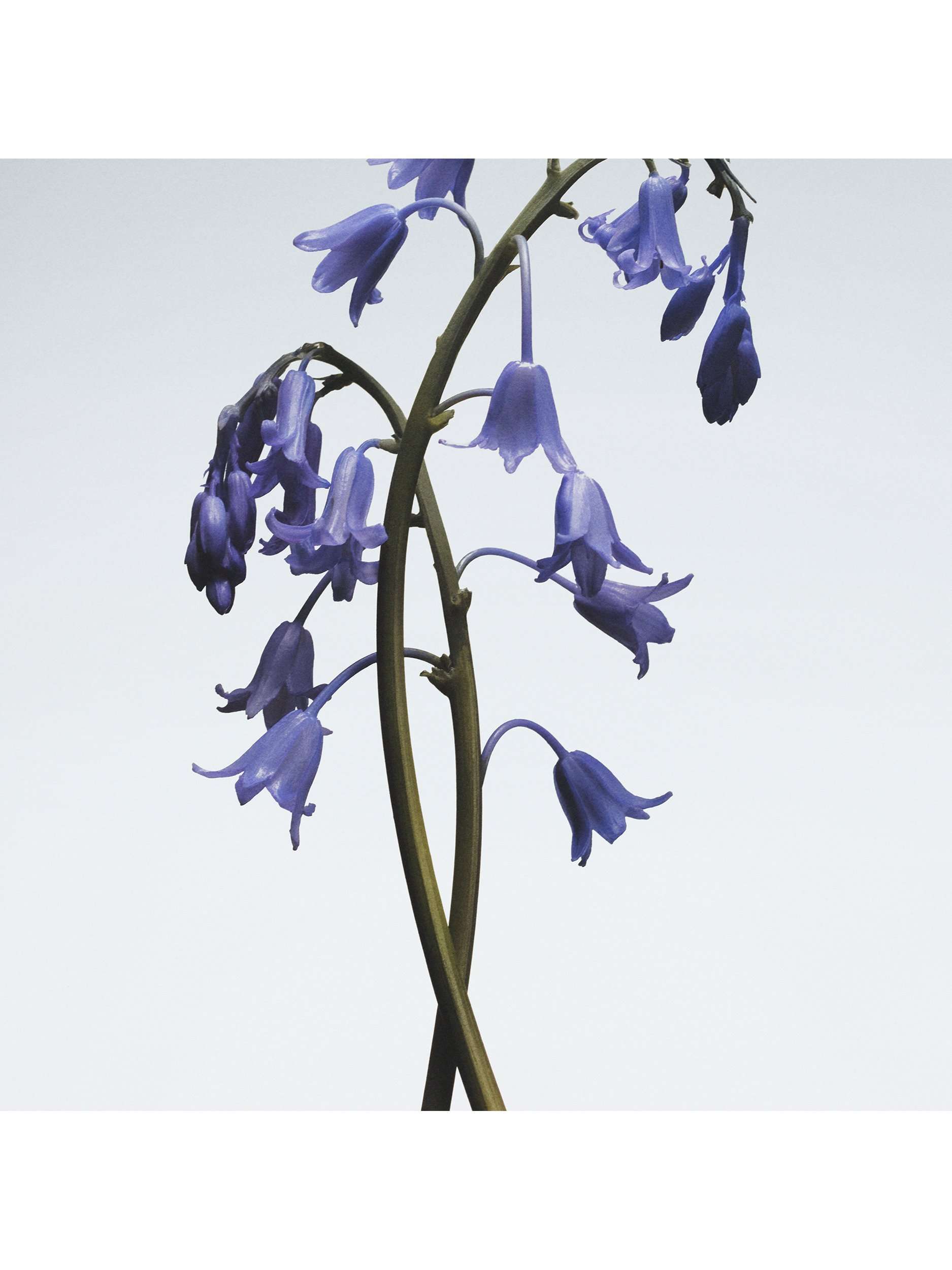 Wild Bluebell Body Crème, 50ml