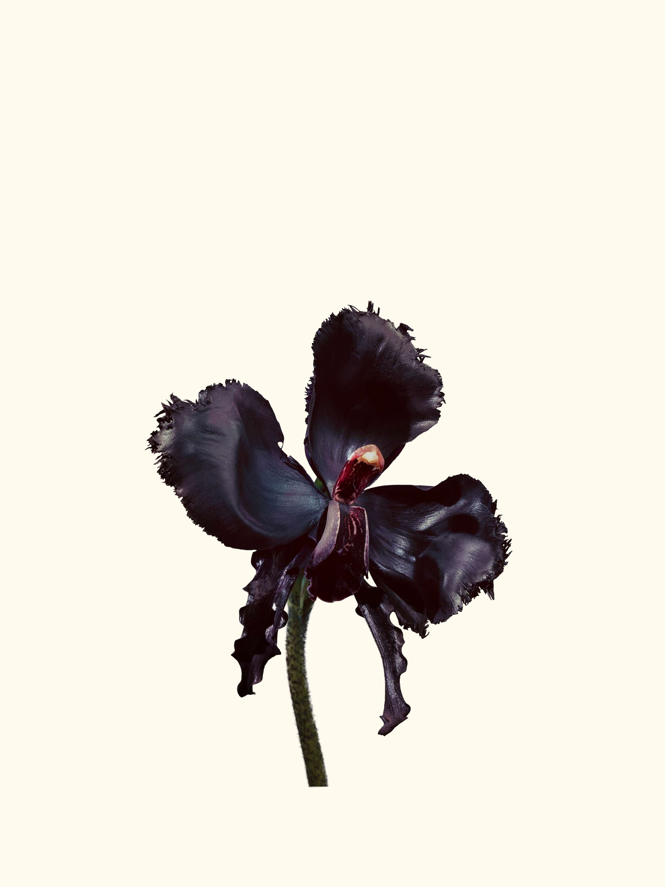 Black Orchid Reserve Parfum