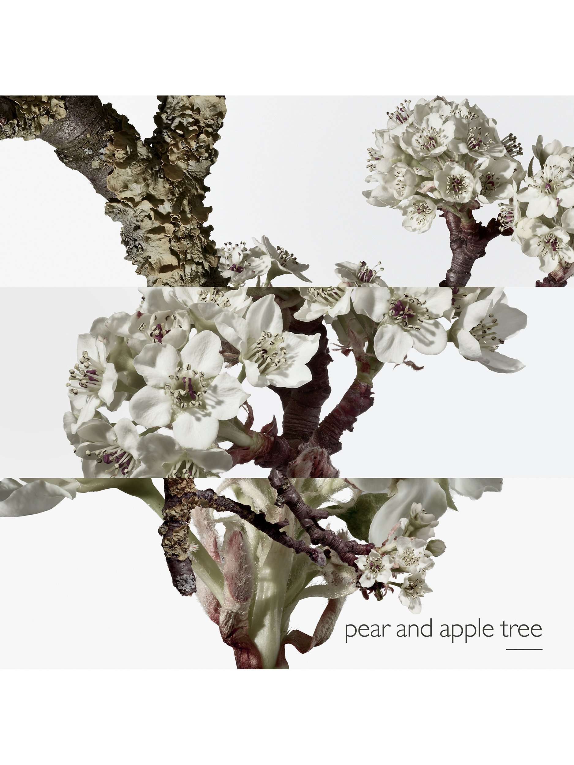 Un Jardin Sur le Toit Eau de Toilette