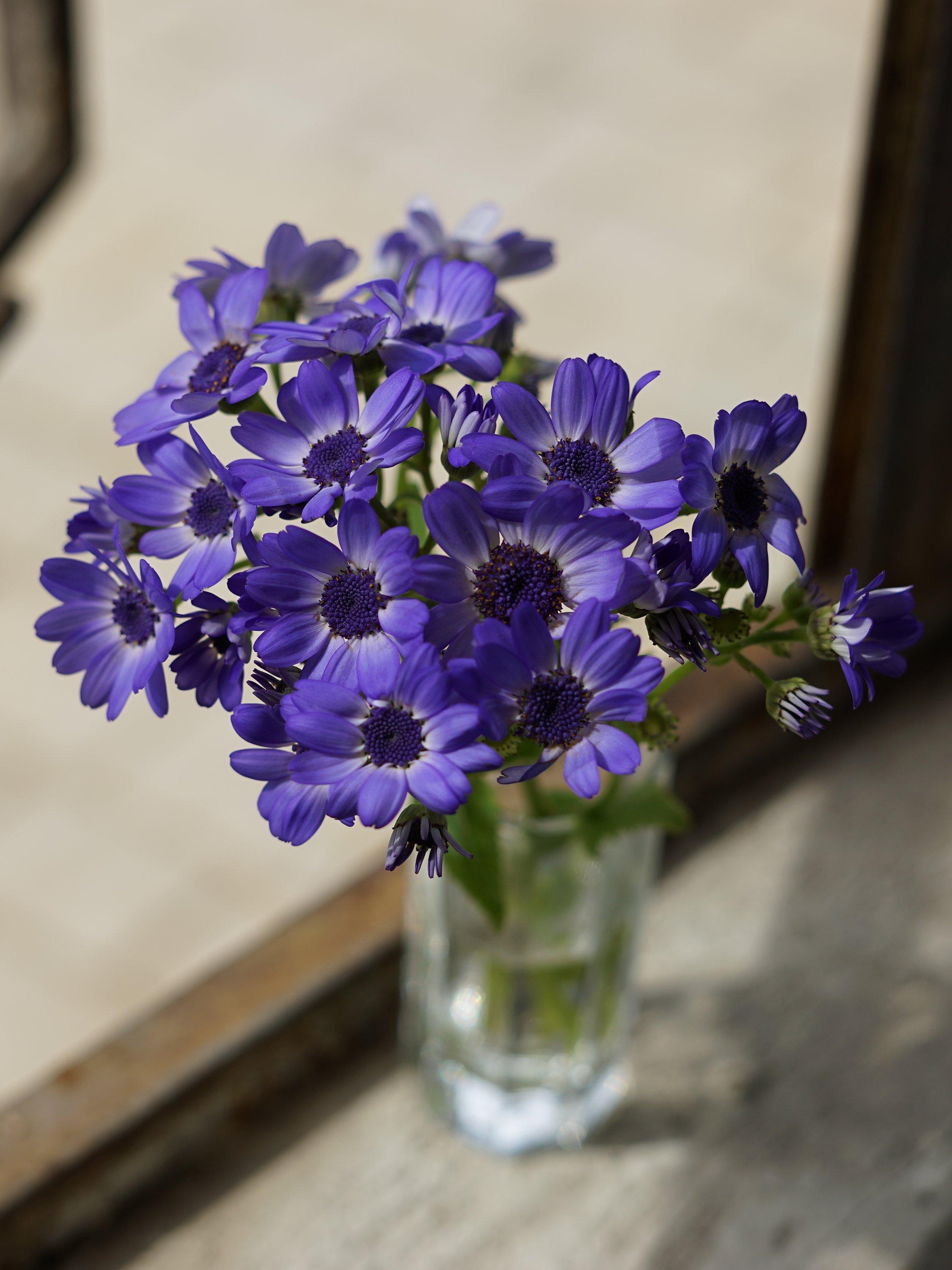 SEL50F18F FE 50mm f/1.8 - f/22 Standard Lens