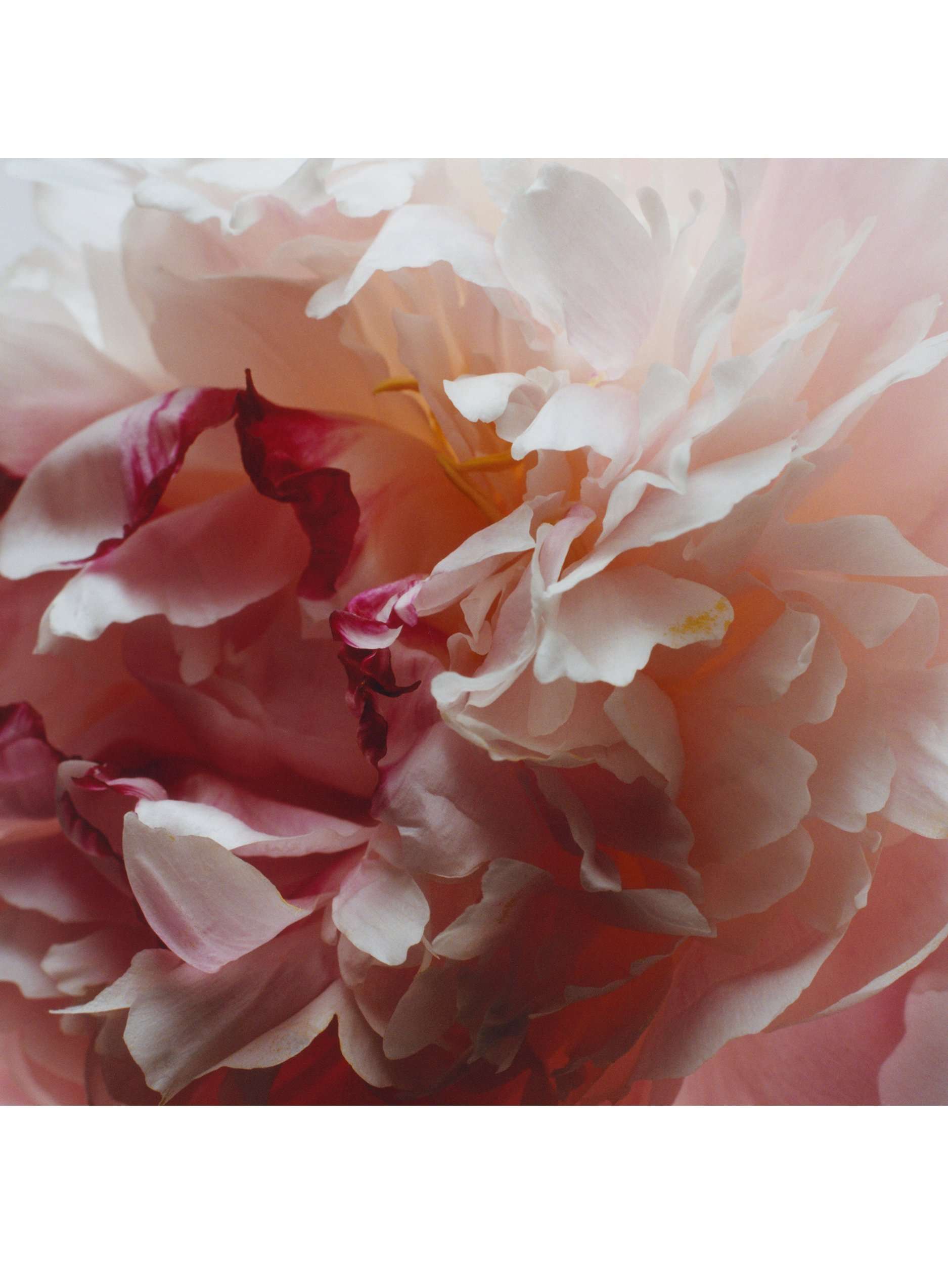 Peony & Blush Suede Body & Hand Wash