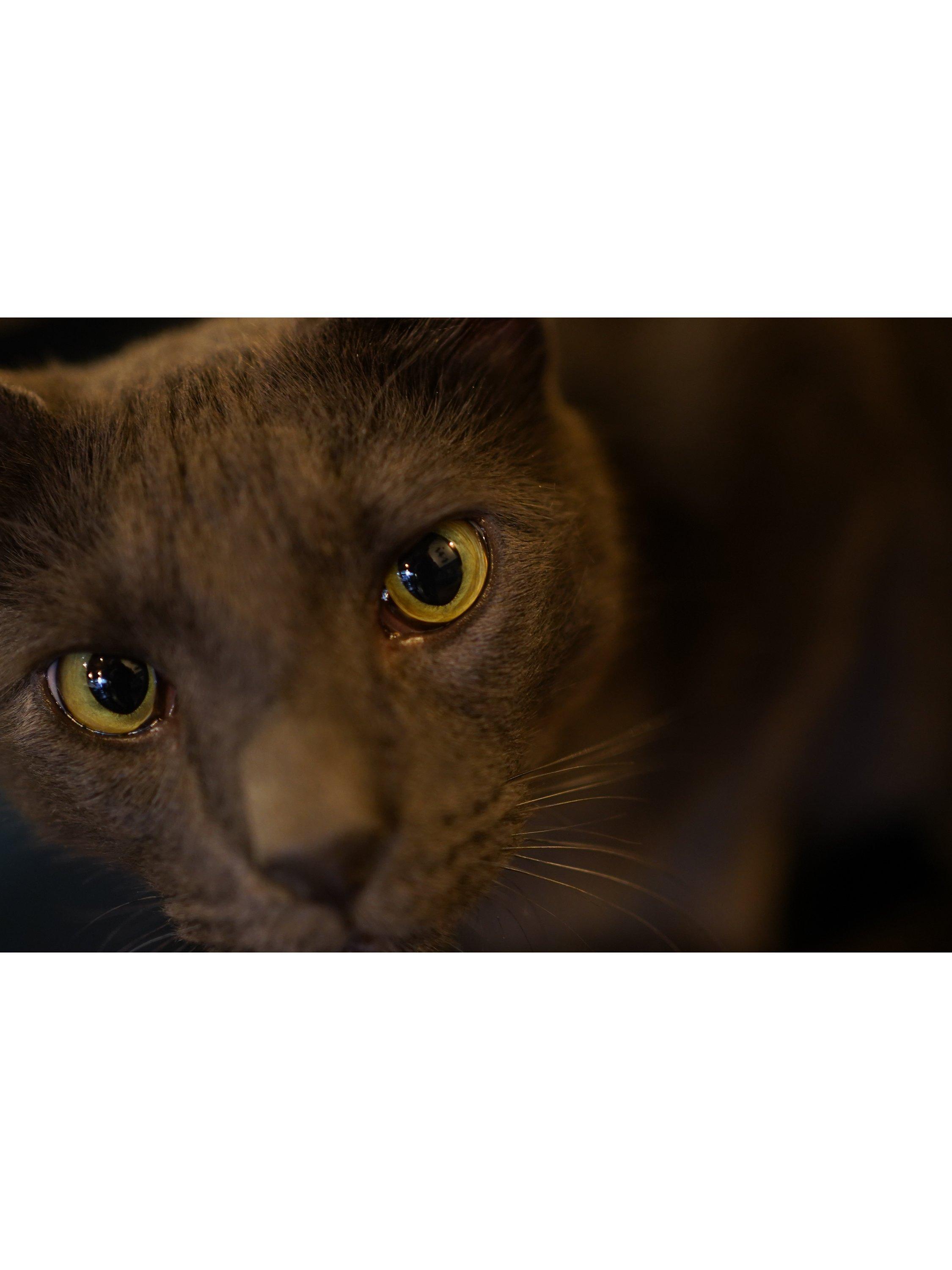 SEL35F18F FE 35mm f/1.8 Prime Lens