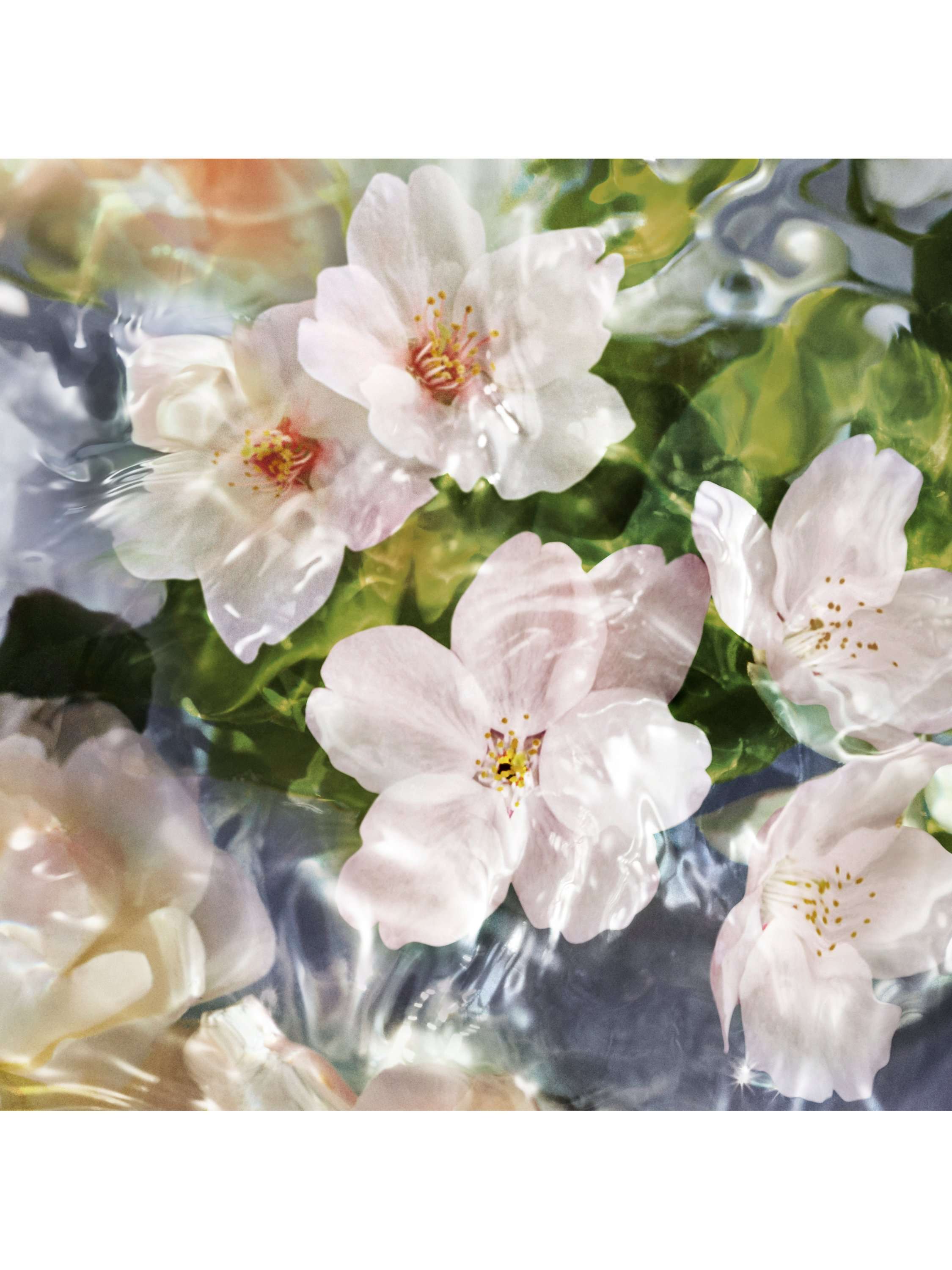 Aqua Allegoria Flora Cherrysia Eau de Toilette