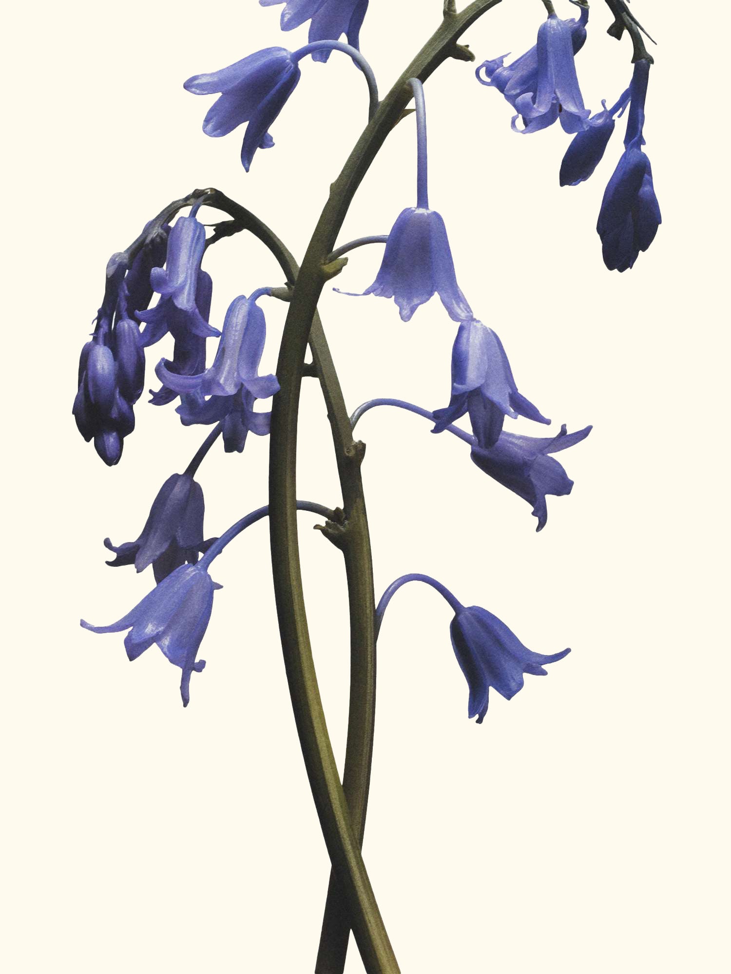 Wild Bluebell Body Crème